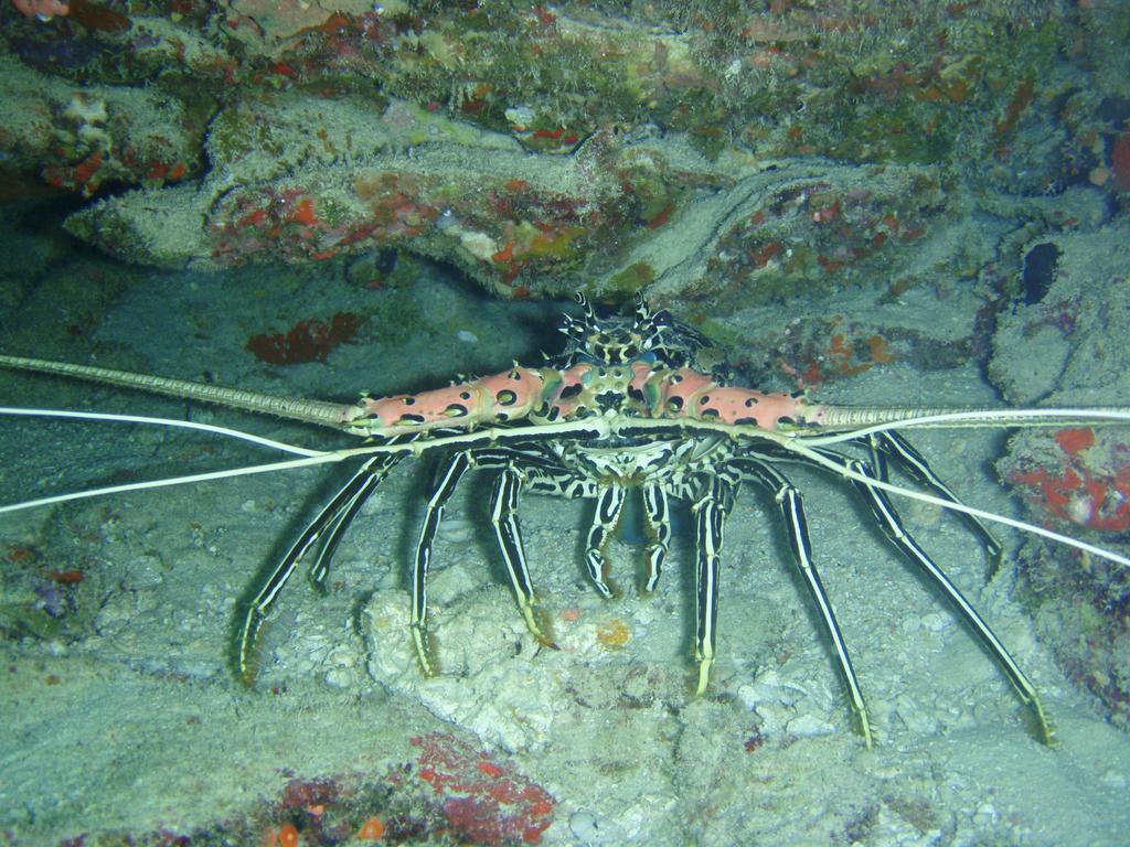 Shamar Guesthouse & Dive Maamigili Island Luaran gambar