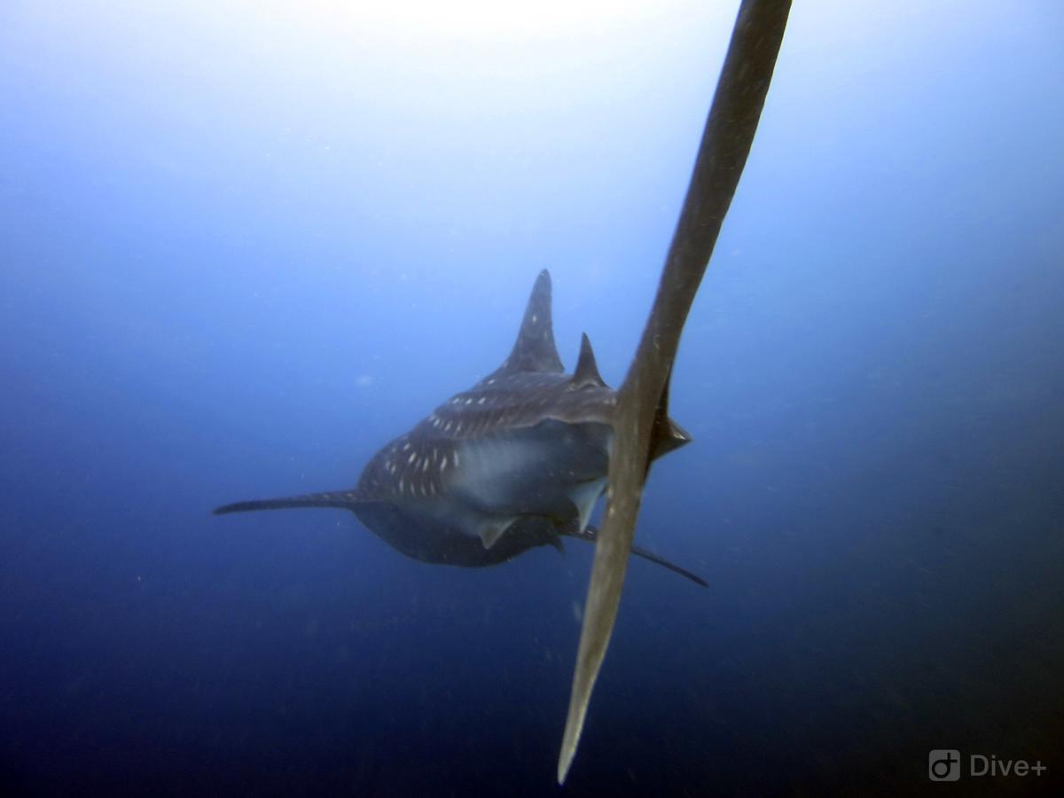 Shamar Guesthouse & Dive Maamigili Island Luaran gambar